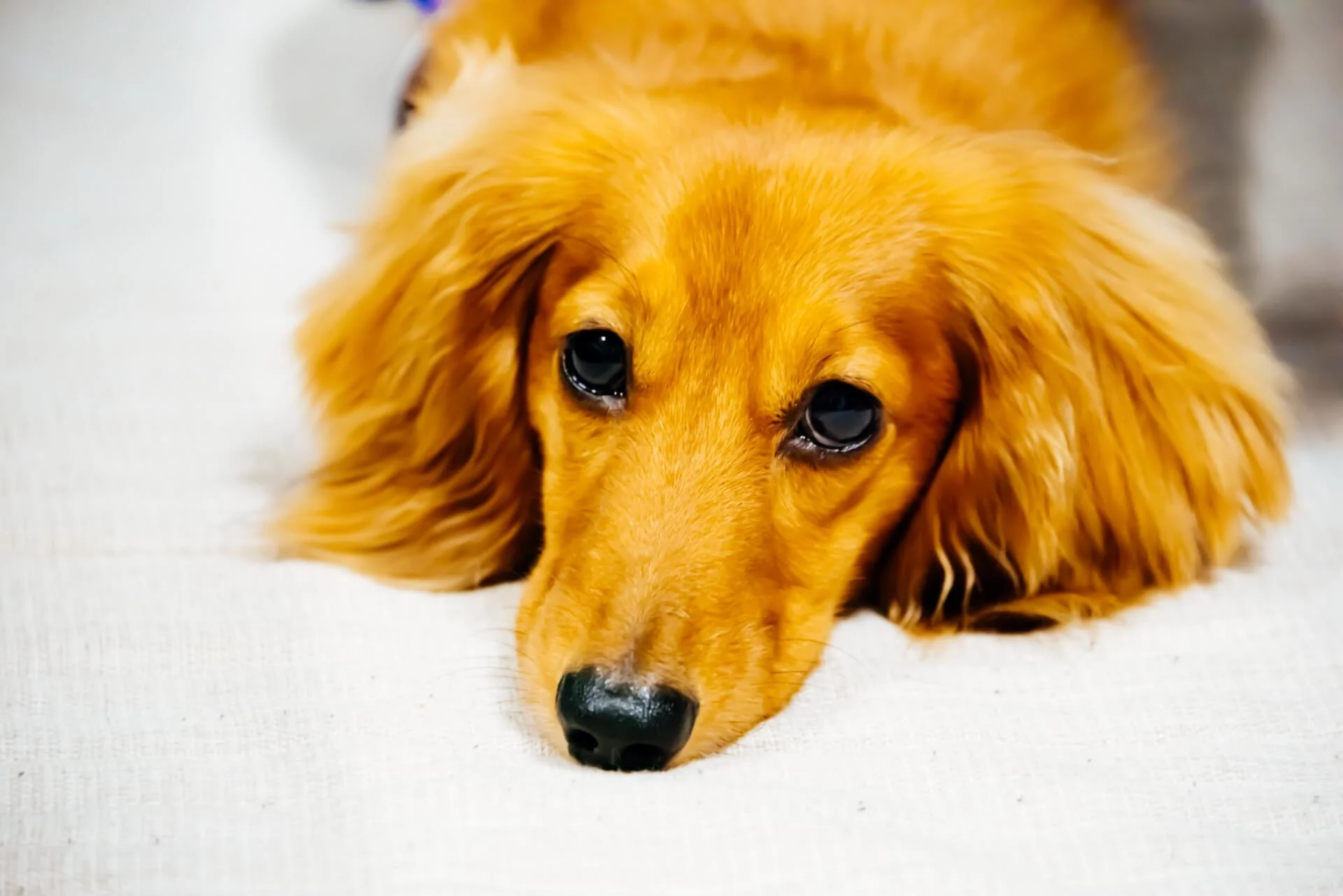垂れ耳がかわいい犬種10選！飼育のポイントや注意点を紹介します